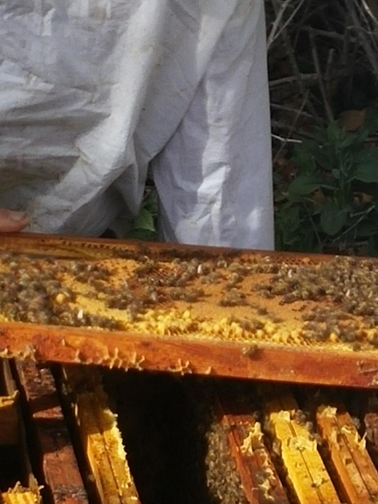 Les abeilles de Christophe