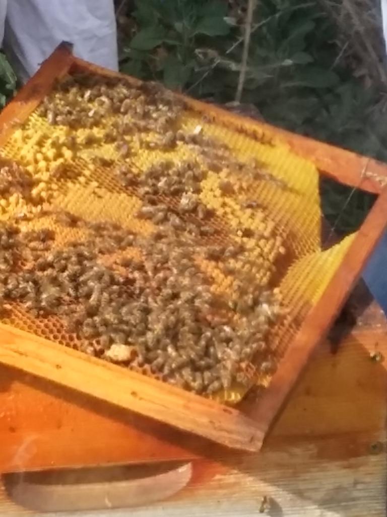 Les abeilles de Christophe