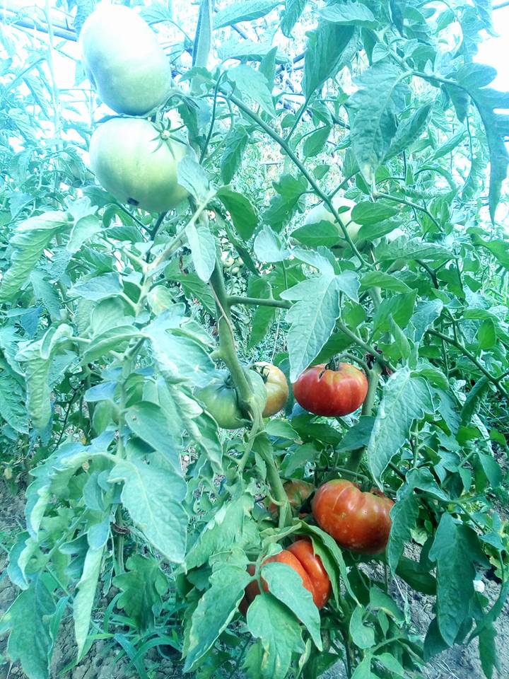 plant de tomate 1