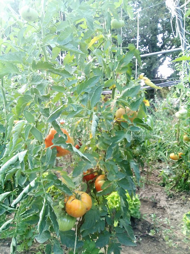 plant de tomate 2