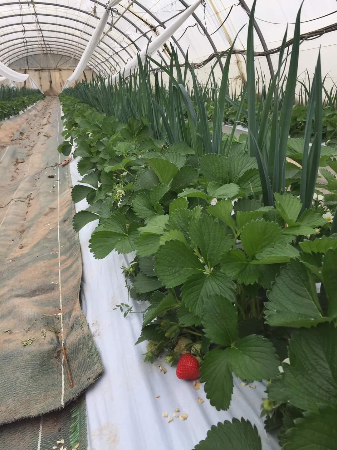 Poireaux et fraises lilian 2 13 03 2022