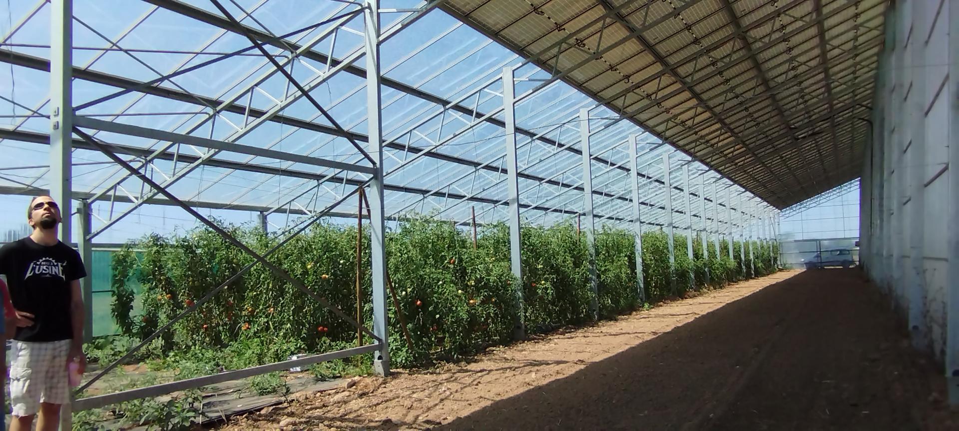 Les tomates dans une serre photovoltaïque