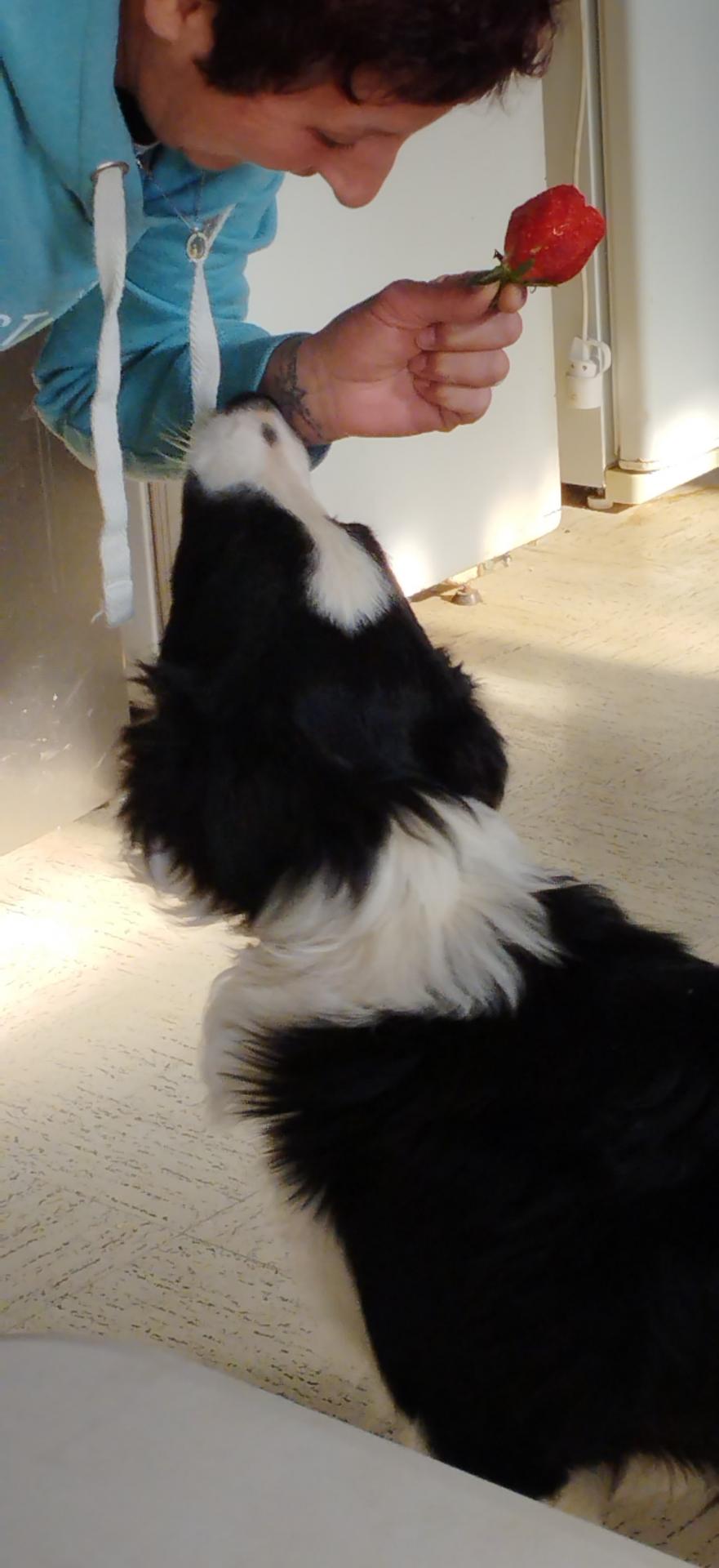Le chien de Carole aime les fraises