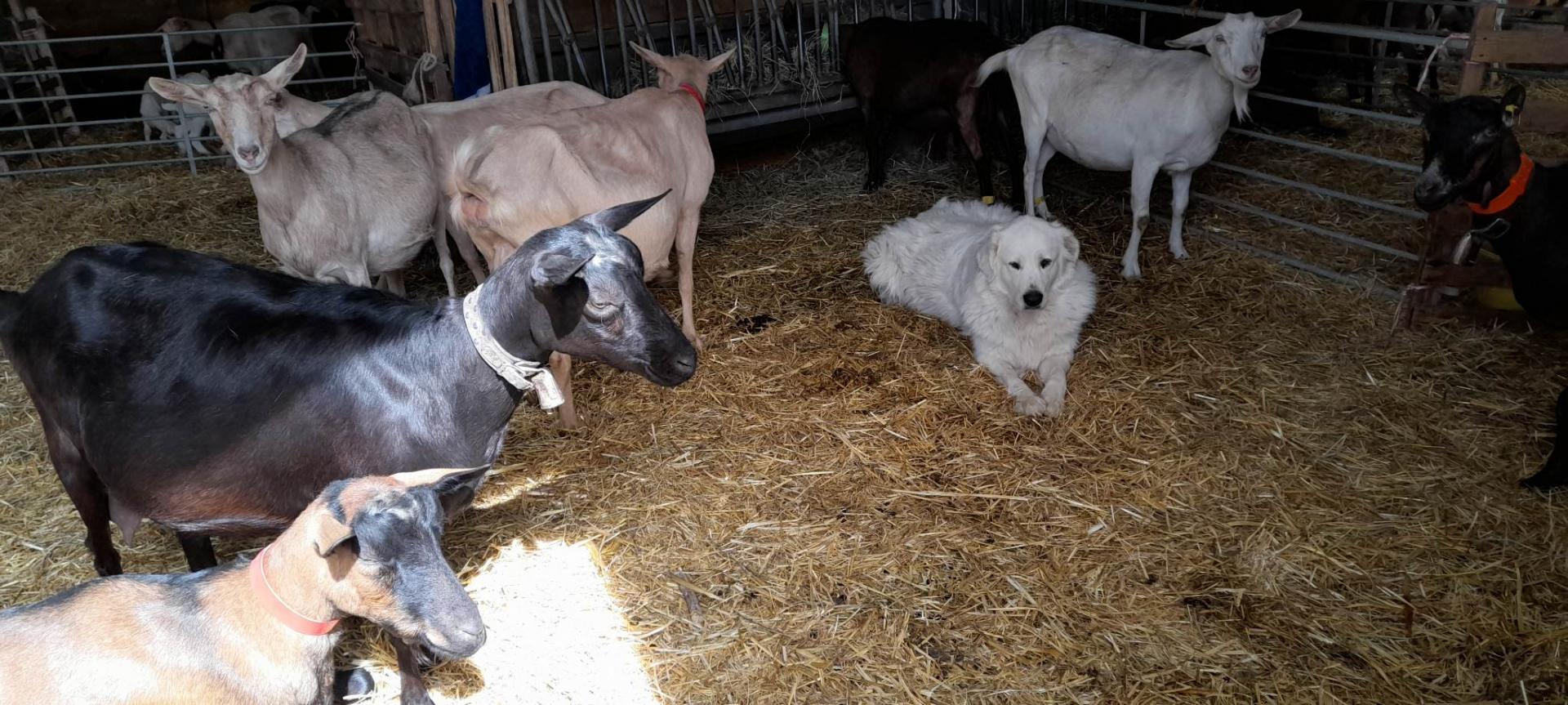 Chèvres et chien chez Carole
