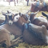 Mes chevrettes