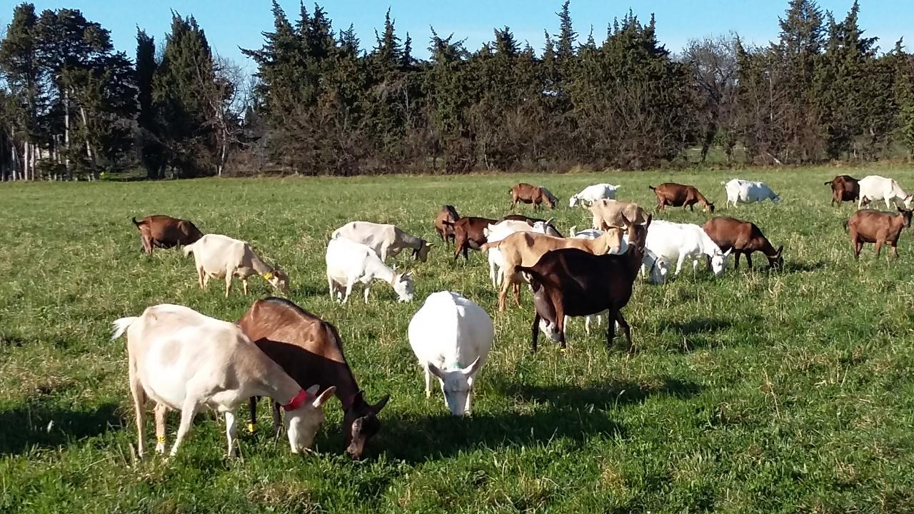 Les chèvres au pré