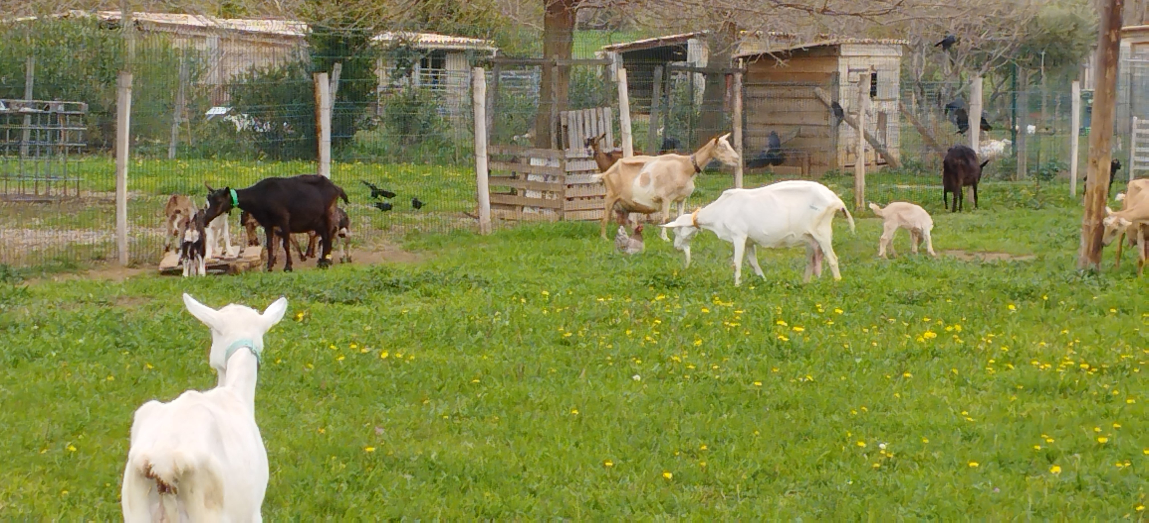 Chèvres et chevreaux au pré