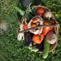 Panier sept 2019