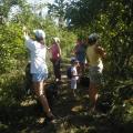 ramassage poire 1