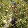 ramassage poire 2