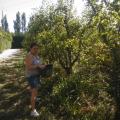 ramassage poire 3