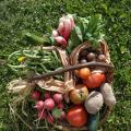 Panier sept 2019