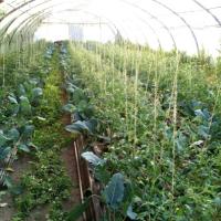Les tomates arrivent Avril 2017