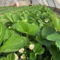 Les fraisiers de Lilian dans la serre